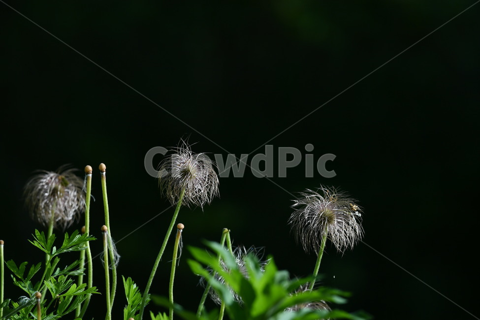 식물,자연풍경,꽃,감성사진,봄,5월,할미꽃,식물,자연,plants,nature,꽃,flower