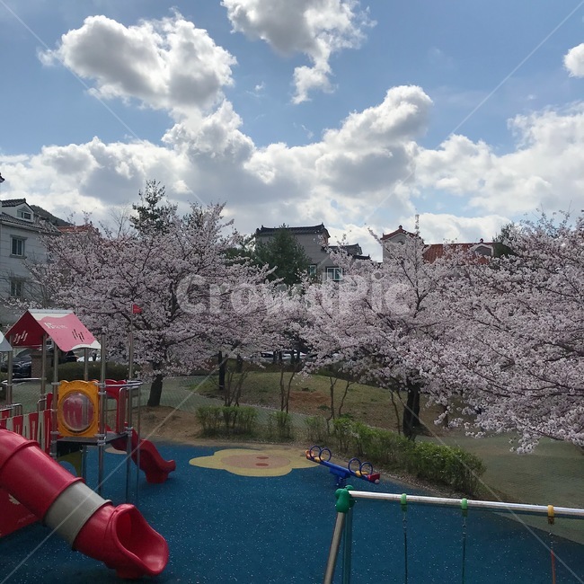 벚꽃,놀이터,하늘,구름,blossom,꽃,시소,미끄럼틀,그네,나무,식물
