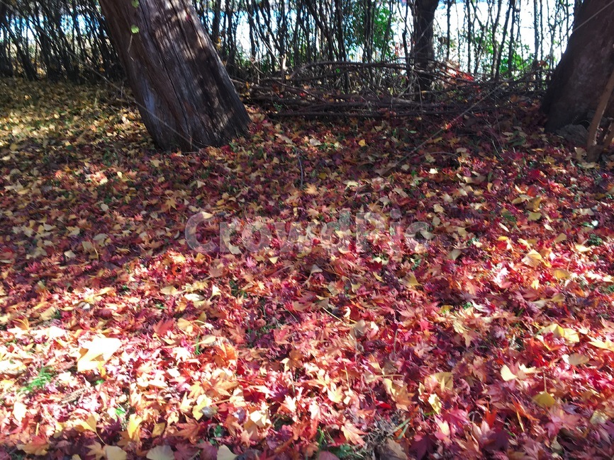 낙엽,단풍잎,가을,은행잎,leaf,tree,나무