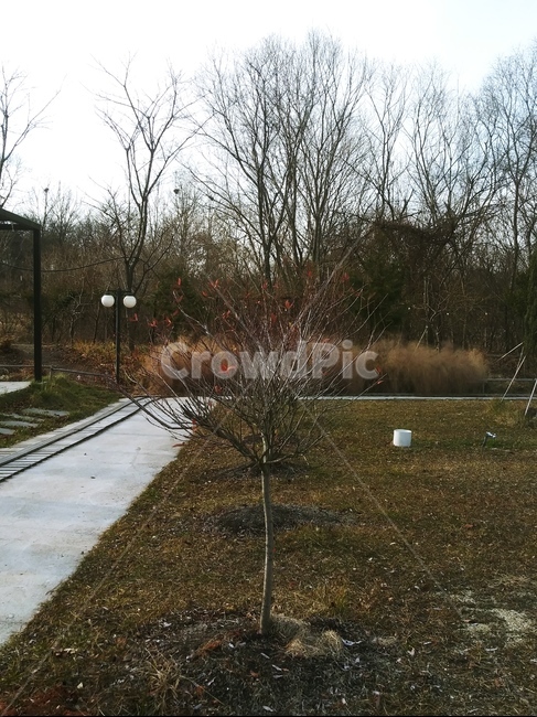 공원,나무,빈티지,추운,숲,식물,자연,plants,nature,나무,trees,wood