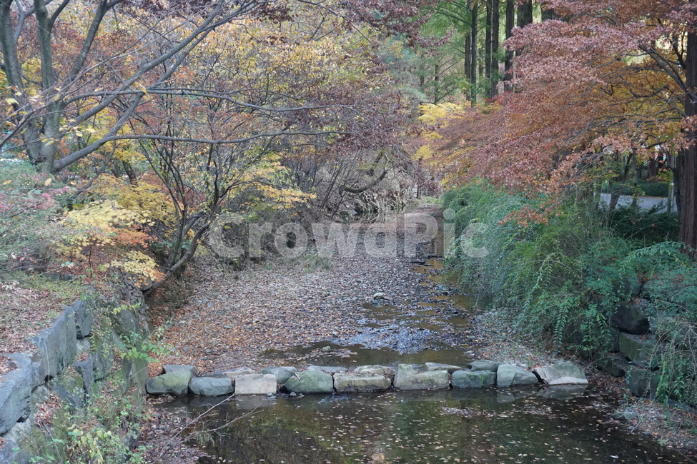 water,물,nature,자연,풍경,자연,풍경,nature,landscape,식물,plants,나무,trees,wood