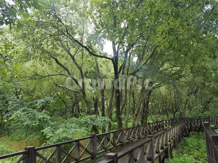 자연,풍경,나무,숲길,산책로,산책,자연,풍경,nature,landscape,railing,난간