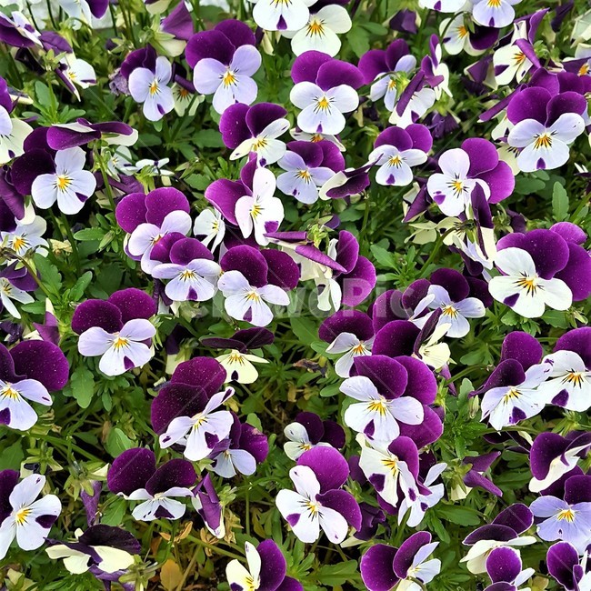 팬지,pansy,삼색제비꽃,purple,tricolor,violet,화단,자연,원예,조경,보라색,보라,flower
