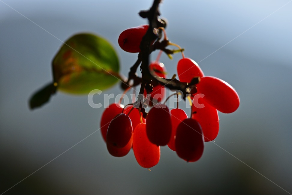 plant,식물,food,음식,fruit,과일,산수유,열매,산수유열매,약용식물,건강식품,결실,빨강색,가을,과일,열매,fruit