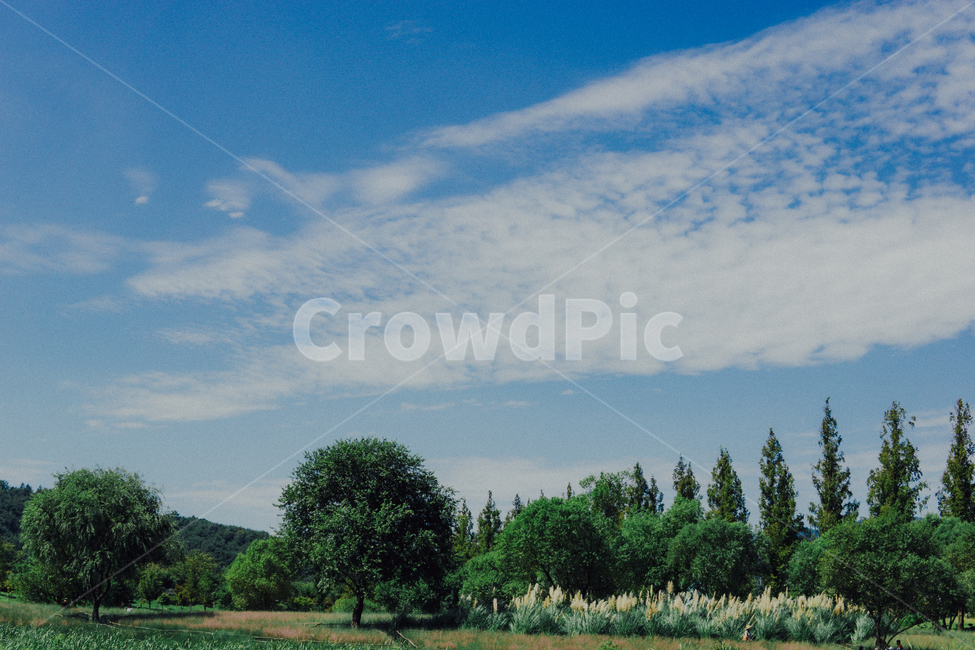 tree,식물,plant,옥외,nature,자연,구름,하늘,파란색,evergreen,자연,풍경,nature,landscape,나무,fir,전나무,outdoors