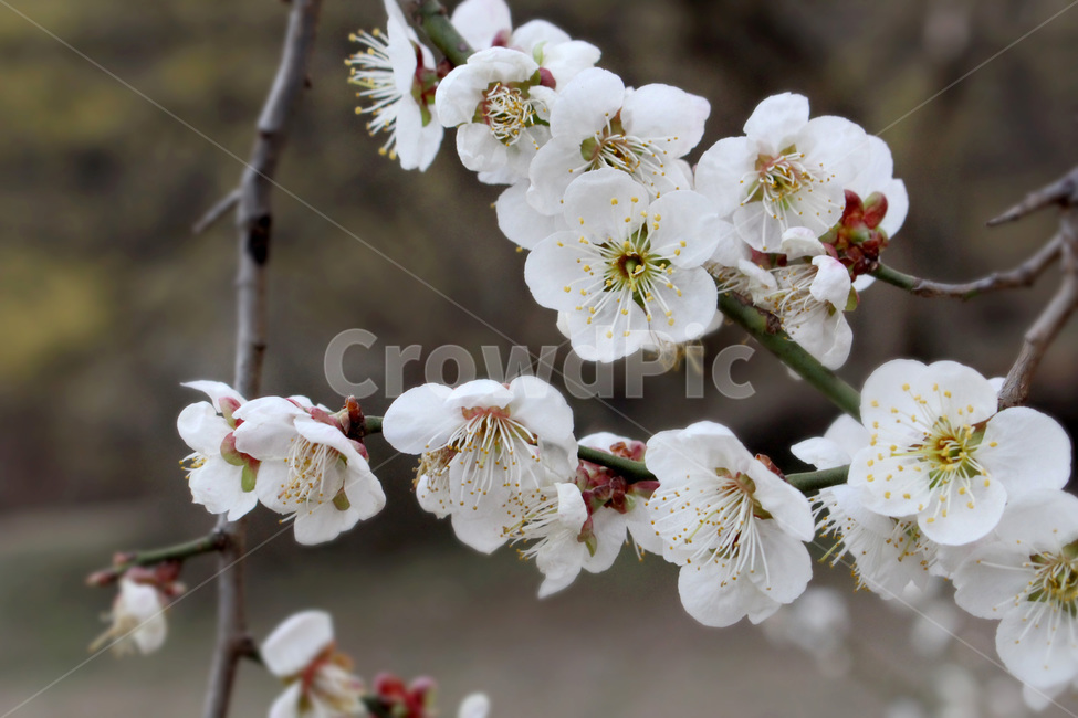 봄,산수유,꽃,나들이,힐링,식물,자연,plants,nature,꽃,flower