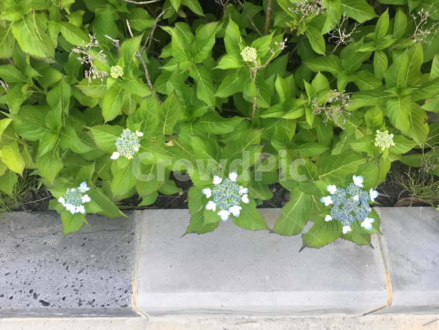 꽃,식물,자연,만개,만개꽃,아스팔트,plant,blossom,flower,naturl,blooming,식물,자연,plants,nature,꽃,flower