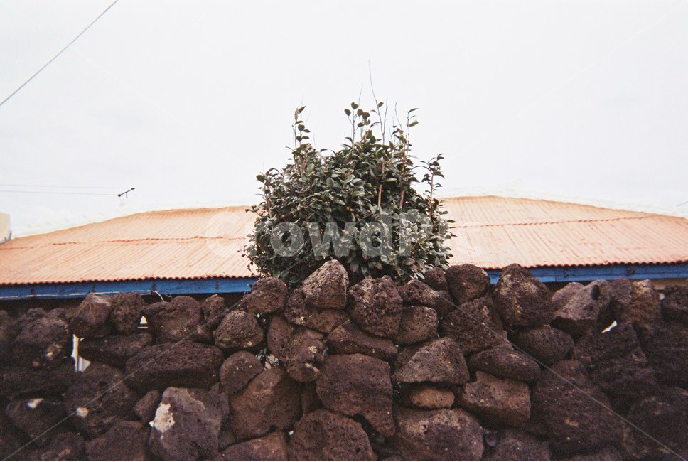 필름,film,아날로그,analog,감성사진,감성,제주도,제주,우도,시골풍경,시골,마을,풍경,landscape,country,rural,town