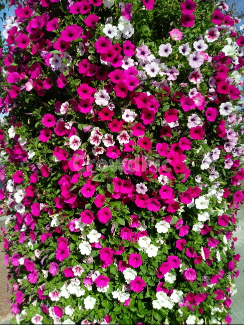 페튜니아,꽃,식물,flower,plant,commongardenpetunia,가지과,한해살이풀,식물,자연,plants,nature,꽃,flower