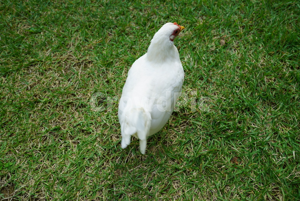 animal,동물,bird,새,닭,동물복지,동물,animal,조류,새,birds