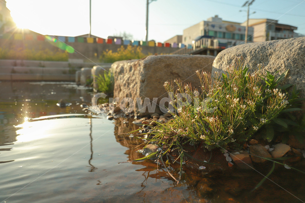냇가,돌다리,식물,풀,햇살,봄,나드리,물,생명력,river,bridge,plant,grass,water,spring,sunlight