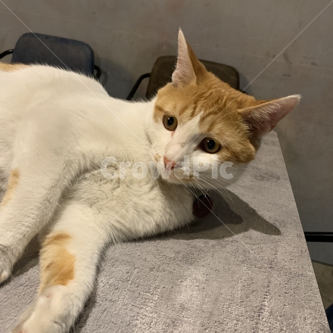 고양이,관심,멍,동물,카페,동물,animal,포유류,mammal,고양이,cat,kitten,kitty