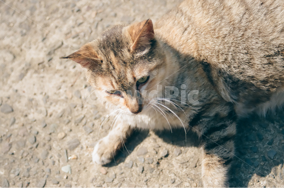 고양이,길고양이,cat,동물,animals,냐옹이,귀여움
