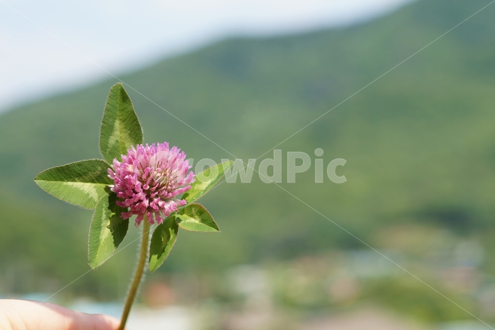 꽃,산,들판,봄,들꽃,식물,자연,plants,nature,꽃,flower