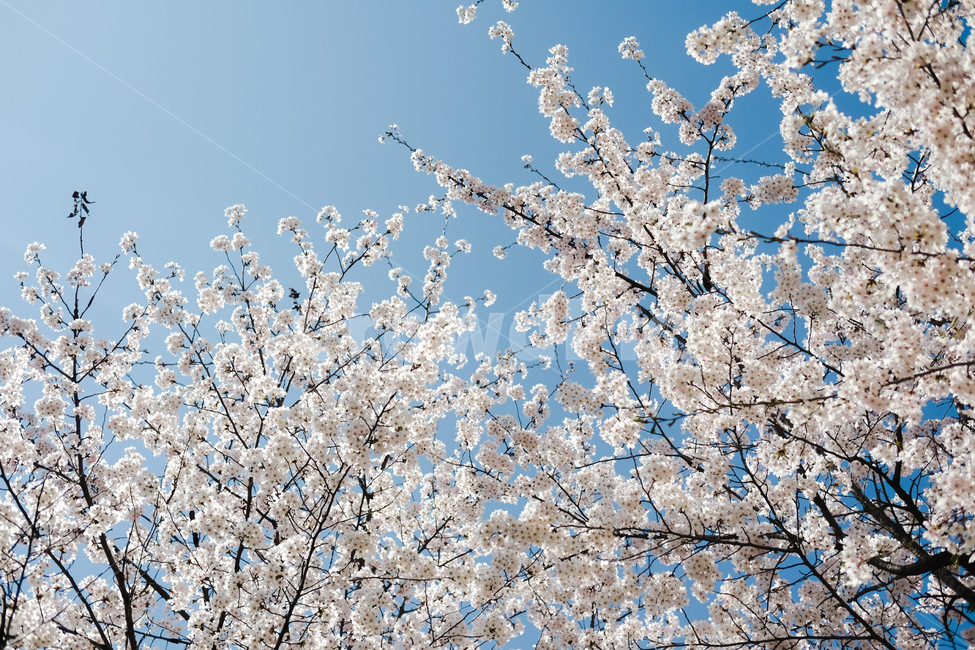 cherryblossom,벚꽃,blossom,꽃,flower,식물,plant,봄,spring,식물,자연,plants,nature,꽃,flower