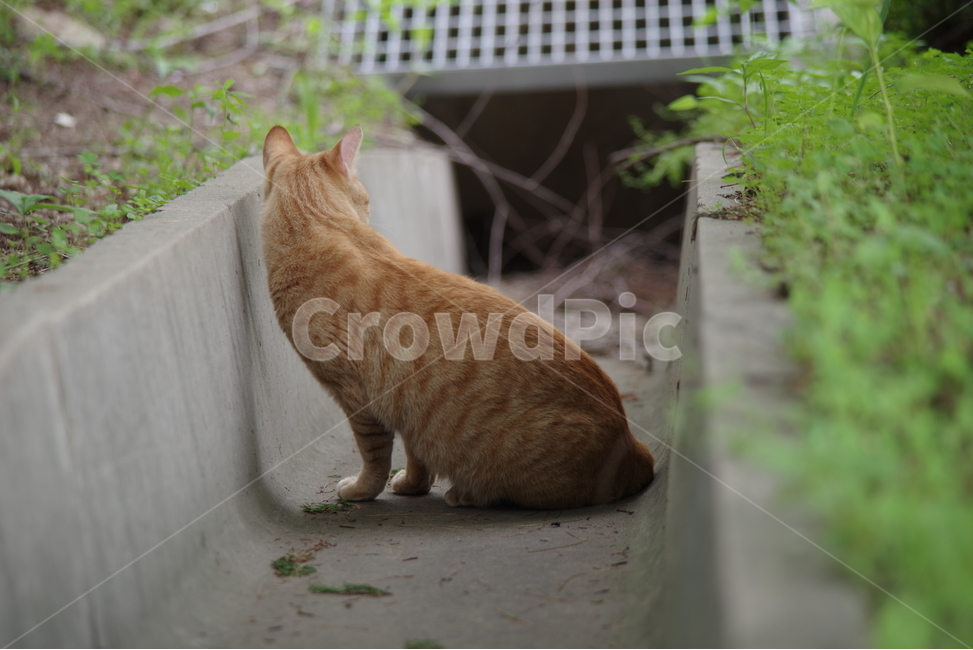 고양이,길냥이,동물,스냅,길거리,냥이,cat,animal,photography,photo,줄무늬,태비,배경사진,코숏,코리안숏헤어,동물,animal,포유류,mammal,고양이,cat,kitten,kitty