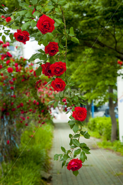 장미,넝굴장미,꽃,식물,꽃길,봄,식물,자연,plants,nature,꽃,flower