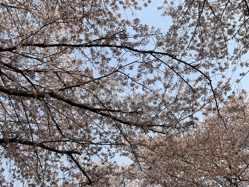 벚꽃,꽃,봄,봄꽃,하늘