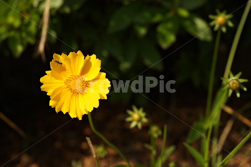 금계국,큰금계국,coreopsis,노랑,따뜻함,yellow,nature,flower,bloom,warm,여러해살이풀,gardening,관상용,beautiful,plant,식물,식물,자연,plants,nature,꽃,flower