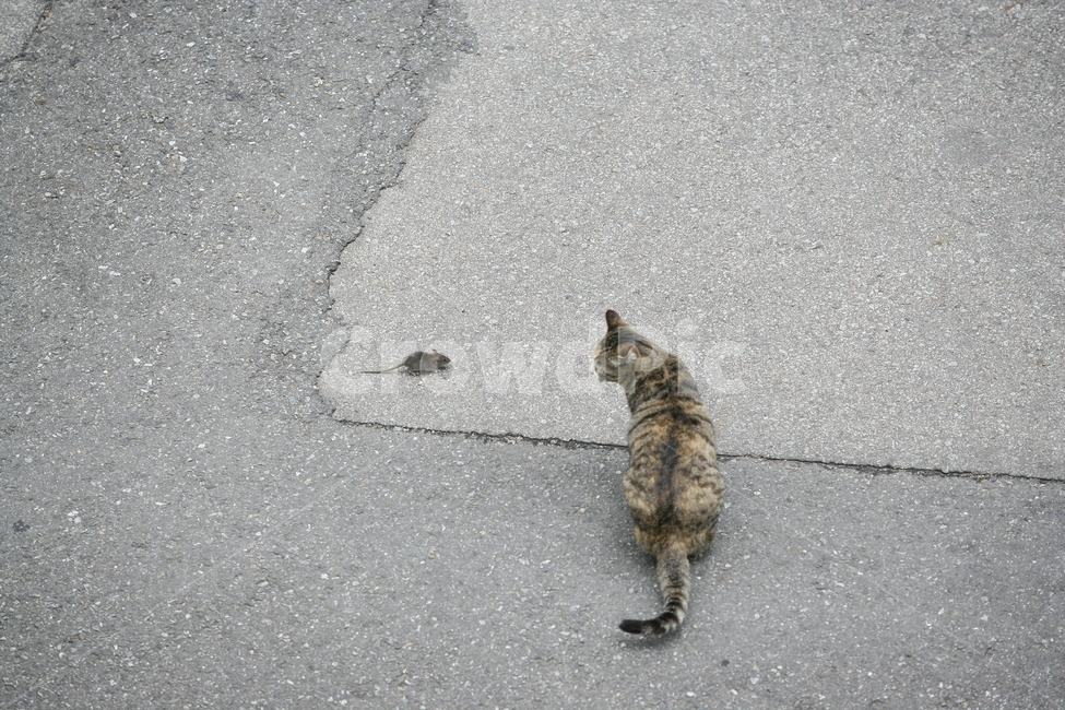 고양이,쥐,동물,생존,천적,동물,animal,포유류,mammal,고양이,cat,kitten,kitty