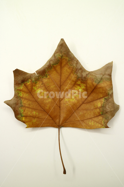 낙엽,가을,나뭇잎,잎,잎사귀,계절,식물,자연,낙엽잎,fallenleaves,deadleaves,오브젝트,누끼,가을낙엽,가을,계절,fall,autumn,season,leaf,plant,tree,나무