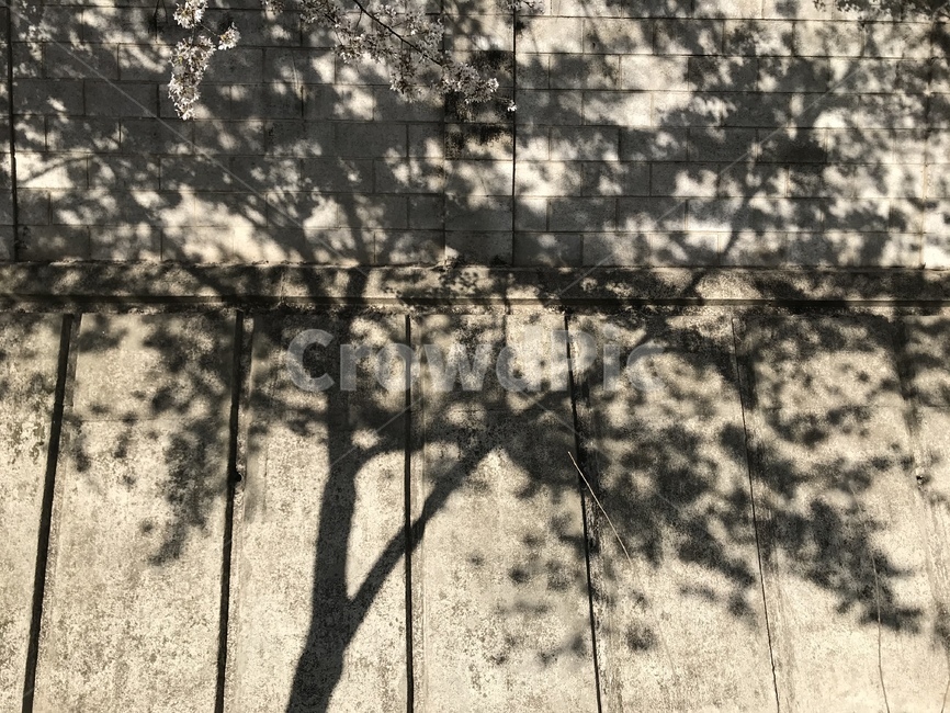 wall,벽,나무,그림자,식물