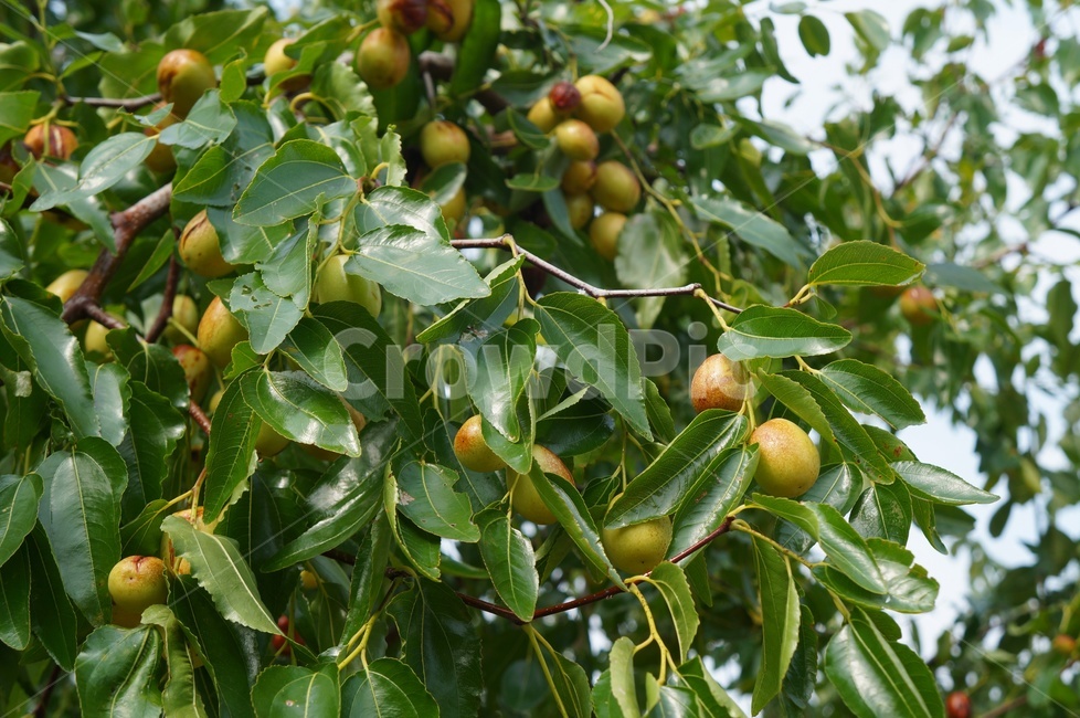 대추,가을,과일,가을풍경,주렁주렁,식물,자연,plants,nature,과일,열매,fruit