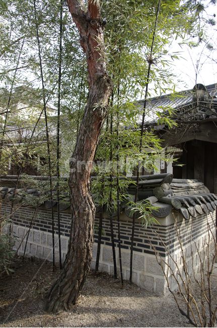 전통,tradition,나무,대나무,담장,자연,nature