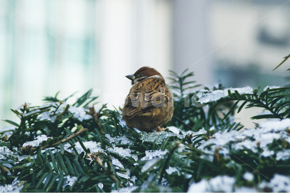 참새,새,겨울,눈,추움,겨울,계절,winter,season,동물,animal,조류,새,birds,감성,sensible,feeling