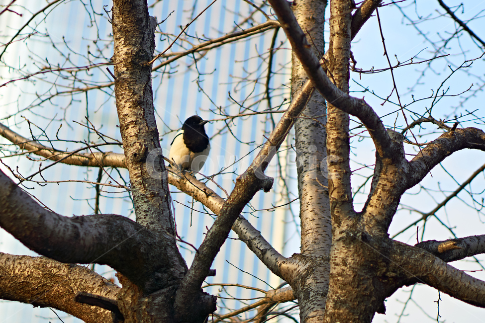 새,조류,동물,bird,까치,animal,동물보호,nature,자연,동물,animal,조류,새,birds