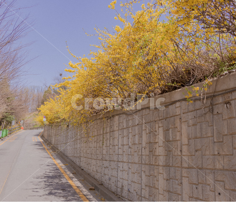 wall,벽,road,도로,plant,식물,개나리,꽃