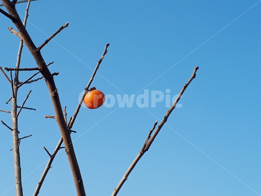 감,가을,민추히늘,구름,고독,식물,자연,plants,nature,나무,trees,wood,과일,열매,fruit