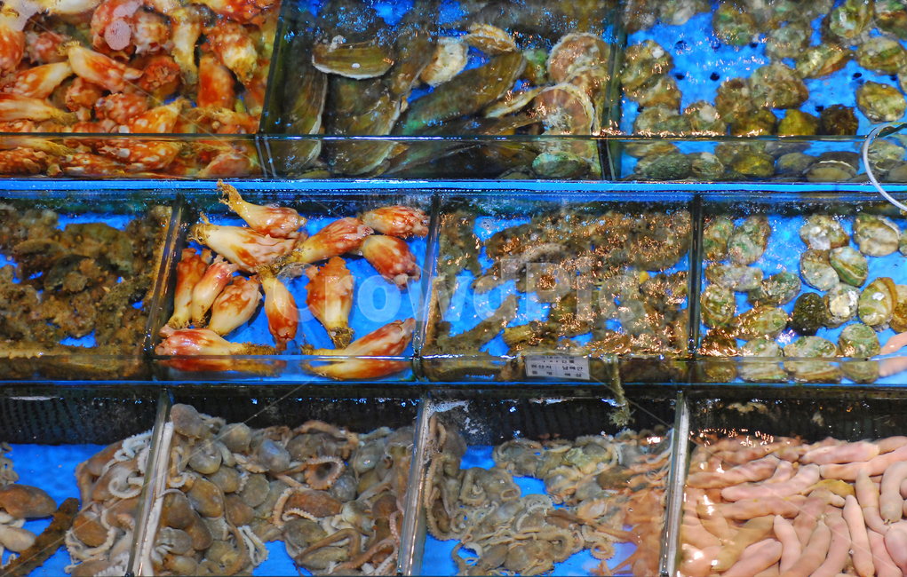 노량진수산시장,노량진,수산시장,수산,시장,해산물,수산물,해물,빛,불빛,상점,가게,생선가게,점포,상업,소매,도매,어업,수산물시장,진열,장사,판매,하이앵글,풍경,실내,수조,개불,멍게,해삼,조개,가리비,낙지,신선한,싱싱한,시장,마트,마켓,market,mart,market place,음식,식재료,요리,food,cook,meal,dishes,food reserves,수산물,해산물,fishery products,seafood