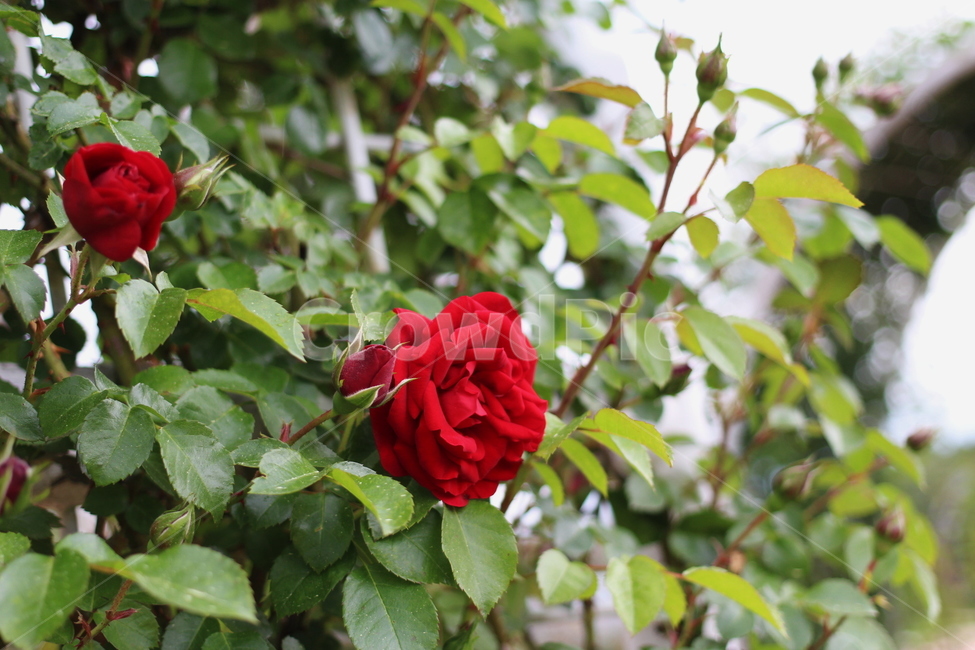 장미,rose,꽃,식물,플라워,flower,축제,향기,꽃향기,봄,계절,spring,season,식물,자연,plants,nature,꽃,flower,blossom,plant