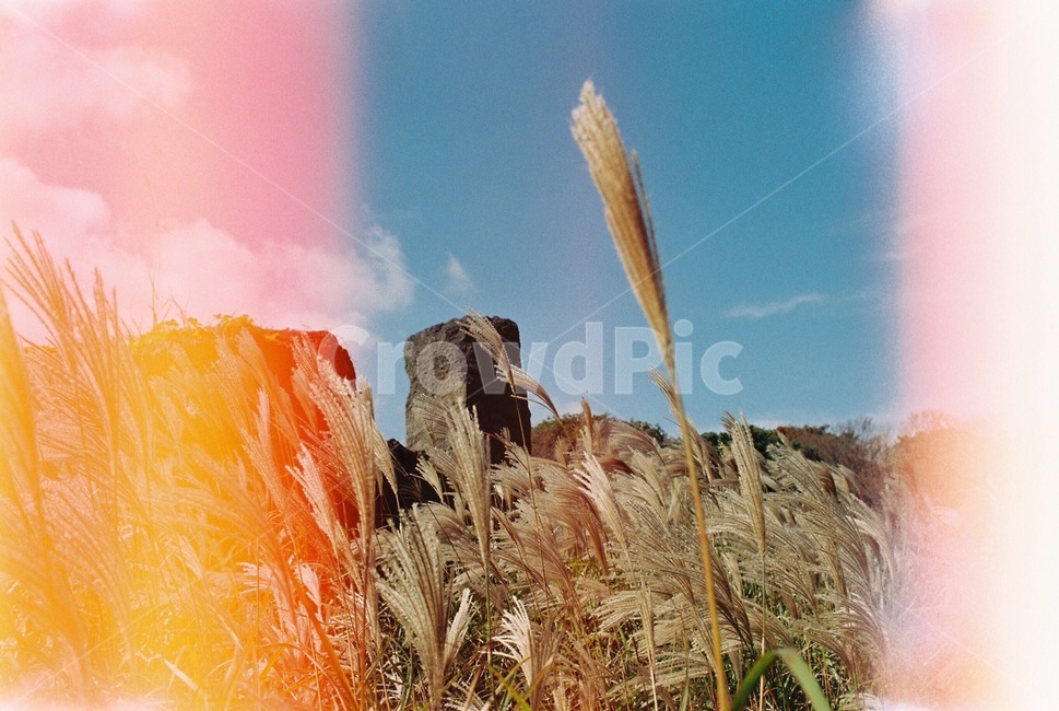 제주도,가을,억새풀,억새,돌문화공원,가을,계절,fall,autumn,season,식물,자연,plants,nature,grass,잔디,plant