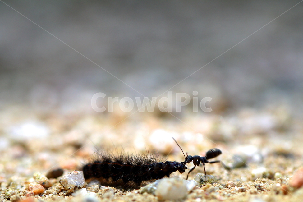 동물,벌레,개미,자연,animal,동물,animal,곤충,벌레,insect,bug