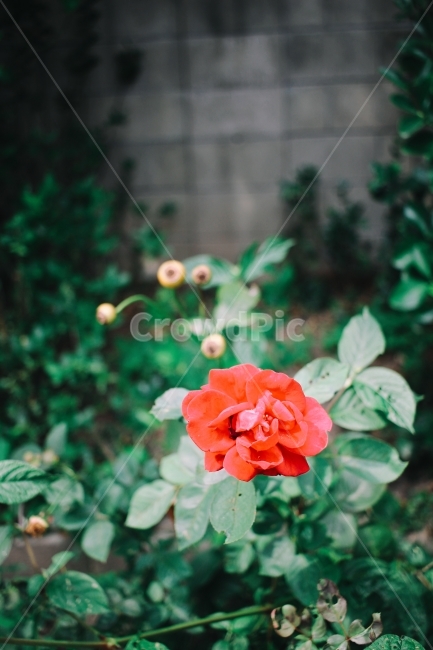 꽃,장미,자연,풍경,꽃내음,식물,자연,plants,nature,꽃,flower,감성,sensible,feeling