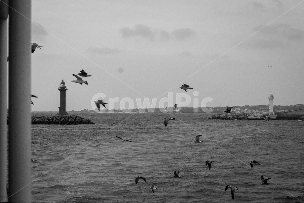 흑백사진,갈매기,등대,바다,섬,방파제,등대,lighthouse,동물,animal,조류,새,birds,흑백,모노톤,monochrome,black and white,bird,flying,나는