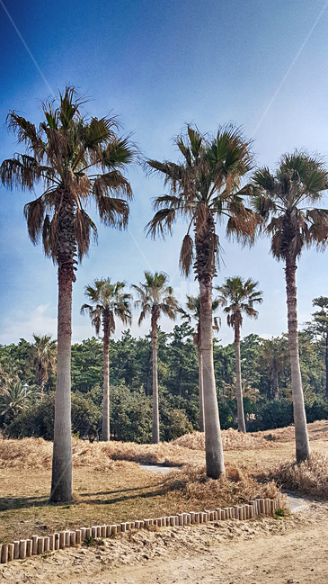 nature,자연,옥외,outdoors,야자수,plant,식물,tree,나무,arecaceae,palmtree,자연,풍경,nature,landscape