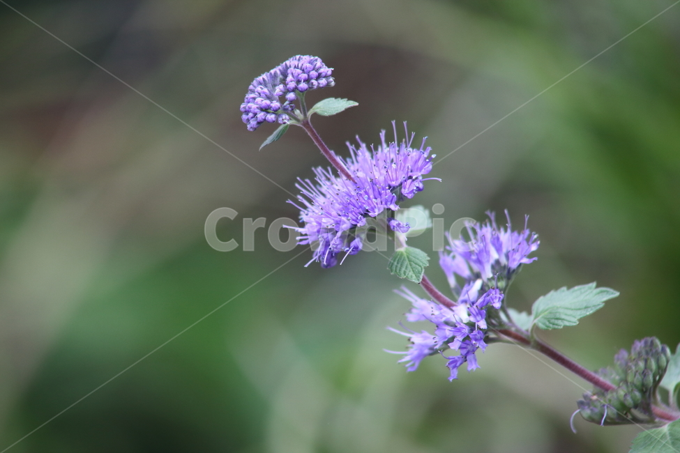 층층꽃나무,plant,식물,blossom,flower,식물,자연,plants,nature,꽃,flower