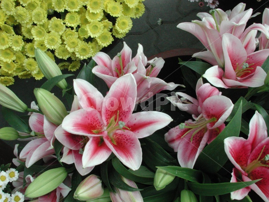 꽃,식물,바탕화면,배경,자연,화사한,클로즈업,flower,식물,자연,plants,nature,꽃,flower