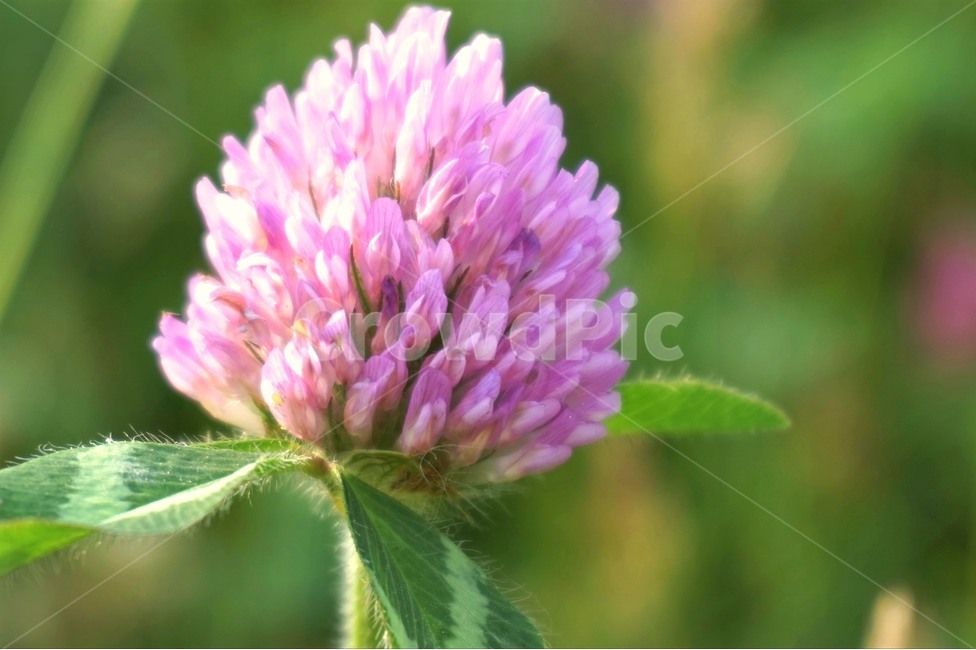 들꽃,꽃,산책,산책로,자연,wildflowers,flower,nature,trail,식물,자연,plants,nature,꽃,flower,색깔,색상,색채,색감,color sense,color sensitivity,feeling of color