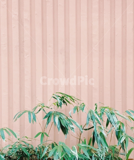 핑크벽,핑크,풀,나무,파스텔톤사진,파스텔,자연,식물,자연,plants,nature,색깔,색상,색채,색감,color sense,color sensitivity,feeling of color