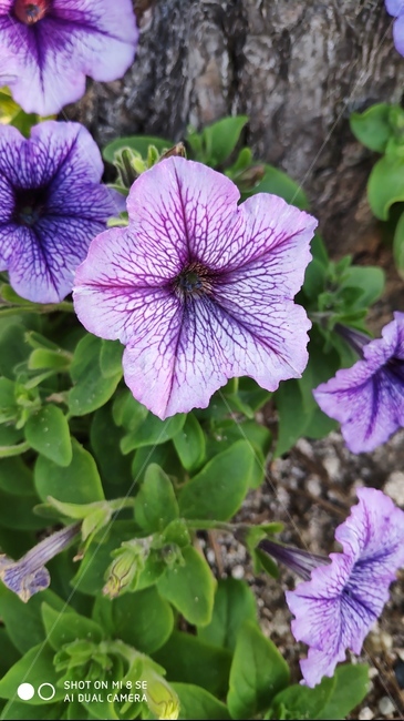 꽃,플라워,봄,봄꽃,뷰티풀,flower,bloom,beautiful,geranium,제라늄,plant,식물,보라색,식물,자연,plants,nature,꽃,flower