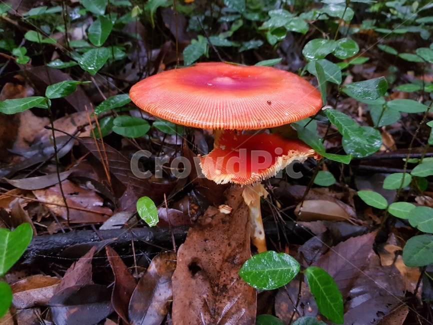 fungus,진균류,plant,식물,자연,버섯,mushroom