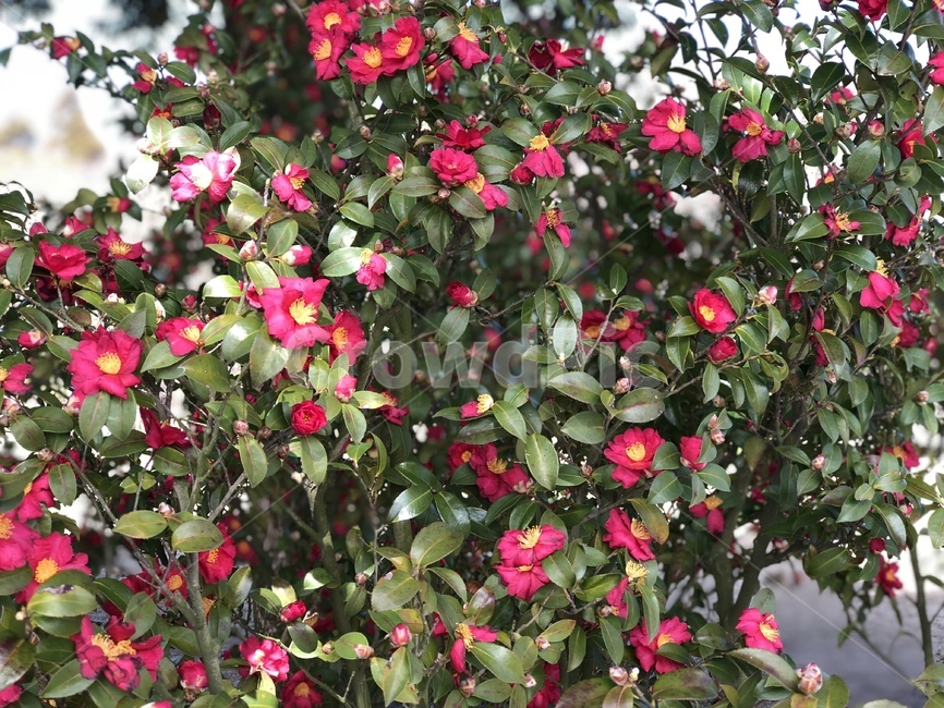 plant,식물,flower,꽃,빨간꽃,식물,자연,plants,nature,꽃,flower