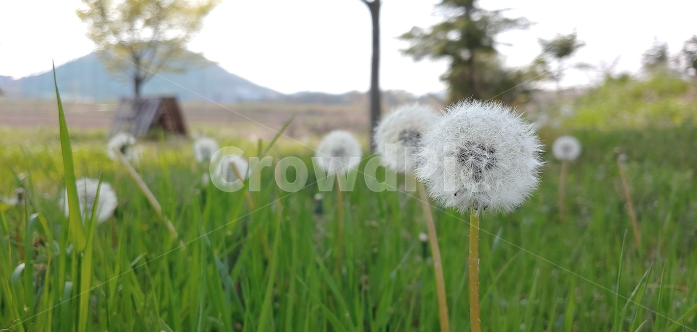 민들레,plant,식물,씨앗,홀씨,시골,풀
