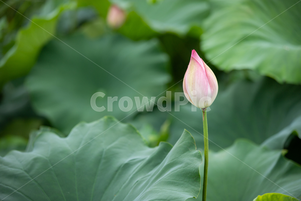 연꽃,연잎,물방울,여름,자연,꽃,flower
