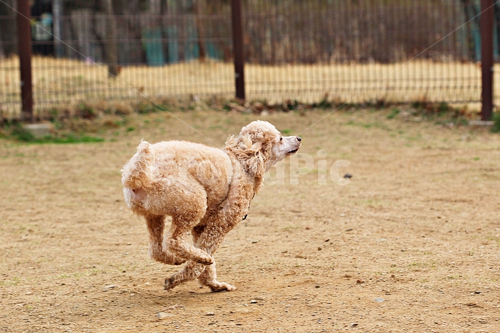스텐다드푸들,개,애완견,운동,배경,동물,animal,포유류,mammal,개,강아지,dog,doggy