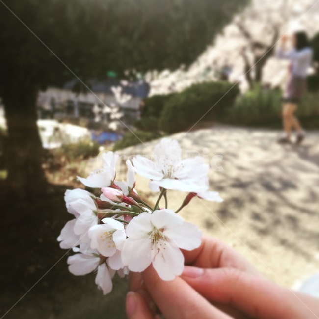 벚꽃,꽃잎,꽃봉우리,벚꽃잎,꽃망울,꽃술